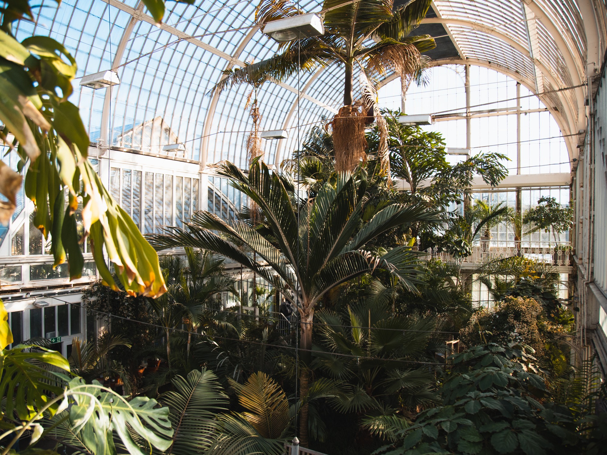 View over palm trees in the Palm House.