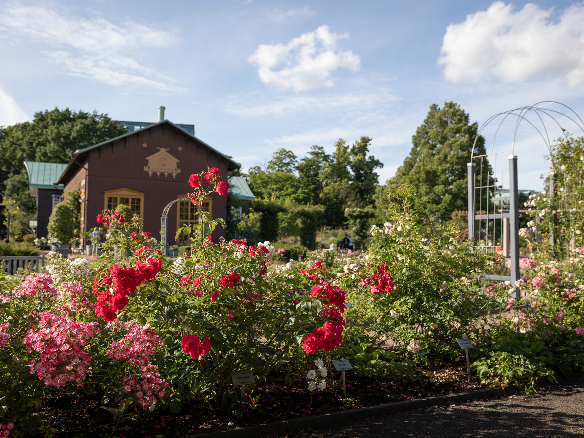 Rosenbuskar i parken Trädgårdsföreningen i Göteborg.