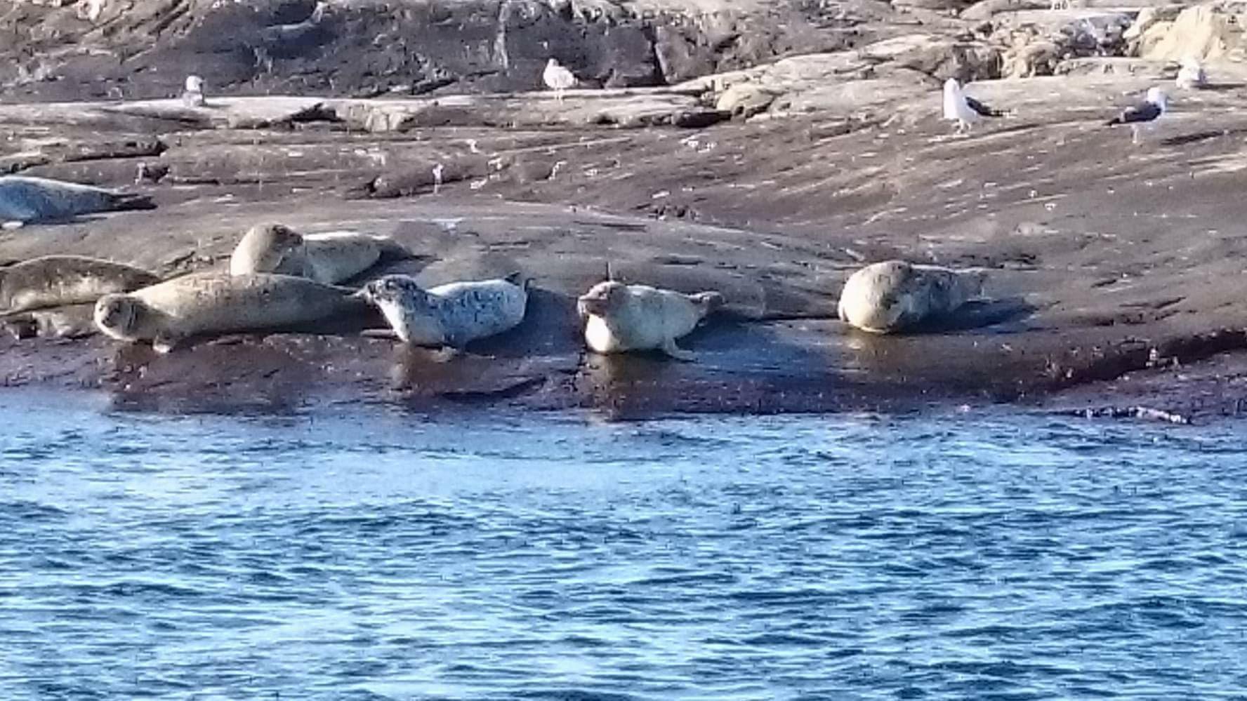 Seals on the cliffs in the archipelago