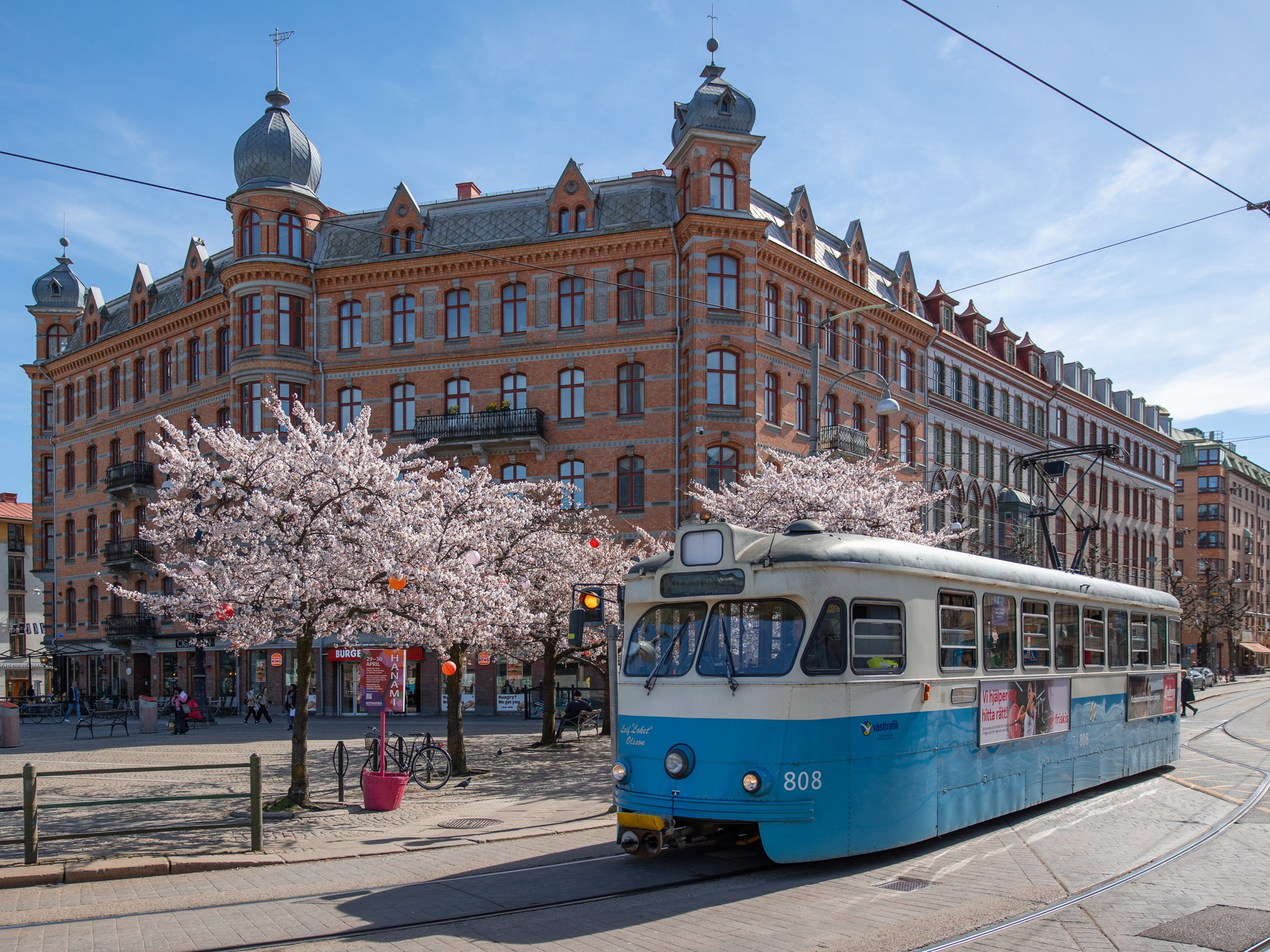 A tram and cherry blossom at the square Järntorget in Gothenburg.